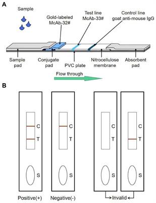 Development of a colloidal gold immunochromatographic assay strip using monoclonal antibody for rapid detection of porcine deltacoronavirus